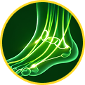 tendons